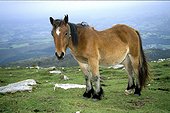 Cheval Pottock adulte en liberté dans le Pays Basque  ; Ce cheval robuste de petite taille, vit sur les massifs des Pyrénées occidentales.
