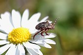 Tique à l'affût sur une marguerite 