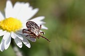 Tique à l'affût sur une marguerite 