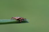 Tique à l'affût sur un brin d'herbe 