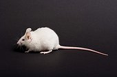 White mouse going on a black bottom 