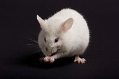 White domestic mouse on a black bottom  
