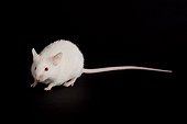 White domestic mouse on a black bottom  