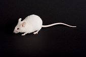 White domestic mouse on a black bottom  