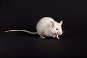 White domestic mouse on a black bottom  