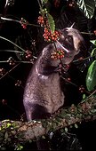 Civette palmiste hermaphrodite mangeant du café Sumatra ; Les grains de café digérés et rejetés dans les fèces de cette espèce donnent le Kopi Luwak, le café le plus cher du monde. Lorsque les grains passent dans le système digestif de l'animal, ils subissent une sorte de fermentation du fait de l'action d'enzymes et d'acides gastriques qui décomposent certaines protéines en plus petites molécules. Résultat : une saveur douce incomparable… mais rare, la production de ce café se limite à 230 kg par an.