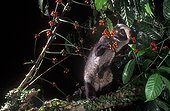 Civette palmiste hermaphrodite mangeant du café Sumatra ; Les grains de café digérés et rejetés dans les fèces de cette espèce donnent le Kopi Luwak, le café le plus cher du monde. Lorsque les grains passent dans le système digestif de l'animal, ils subissent une sorte de fermentation du fait de l'action d'enzymes et d'acides gastriques qui décomposent certaines protéines en plus petites molécules. Résultat : une saveur douce incomparable… mais rare, la production de ce café se limite à 230 kg par an.