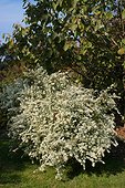 Heath aster in october