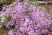Heath Aster 'Pink Star' in october 