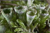 Close-up of cladonia 