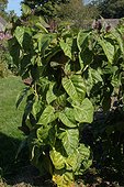 Tomatillo at Potager de Valmer in september 