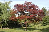 Orme de Sibérie en automne au Parc Floral de Vincennes