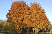 Ormes de Sibérie en automne Arboretum National des Barres