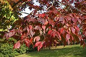 Feuillage d'automne d'Orme de Sibérie France