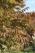 Feuillage d'automne d'Orme de Sibérie France
