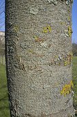 Ecorce d'Orme de Sibérie France