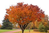 Orme de Sibérie en automne Parc Floral de la Source Orleans
