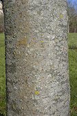 Bark of Caucasian Elm France