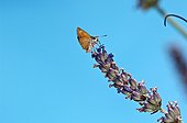 Sylvaine posed on a flower of Lavender in July France   