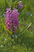 Flowers of Hyacinth “Pink Pearl” in a garden