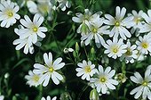 Flower of Setllaire Meurthe et Moselle France