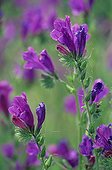 Viperine flowering Spain