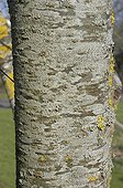 Ecorce du Zelkova de Schneider France