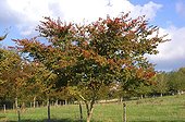 Chinese Elm in fruits in autumn France