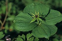 Herb paris Meurthe et Moselle France