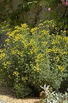 Rue officinale en fleur au printemps