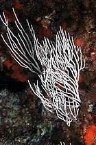 White gorgonian in Mediterranean Sea