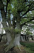 Secular oaks of the Roche au fées close to the dolmen France