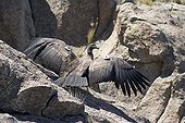Female Andean Condor after its reintroduction Argentina