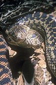 Pine Snake (Pituophis melanoleucus) with two heads