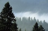 Forêt de conifères et nuages Jura France