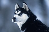 Portrait d'un chien de traineau en hiver Savoie France