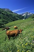 Vaches tarines dans la Vallée de la Tarentaise Savoie