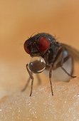 Fruit fly
