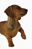 Chiot de race Teckel miniature levant une patte en studio