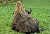 Old bull American Bison sleeping Elk Island NP Canada