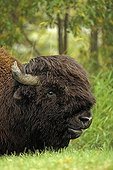 Bull American Bison Elk Island NP Canada