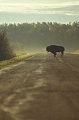 American Bison at Sunrise Elk Island NP Canada