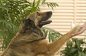 Dog giving the leg to its owner