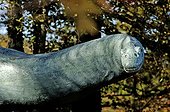 Reconstitution of an Apatosaurus in amusement park ; @ Apatosaurus<br>Prehistoric park Dino Zoo Charbonnières Doubs