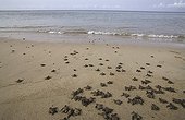 Youngs Pacific ridley sea turtle in race Sao Tomé island