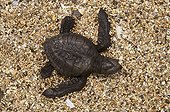 Youngs Pacific ridley sea turtle after blossoming Sao Tomé