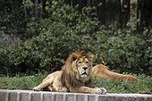 Barbary Lion at the Zoo of Madrid Spain