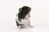 Hamster panda en studio 