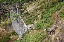 Chamois sur une lande en pente Maurienne France