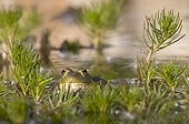Green frog France ; pond of garden